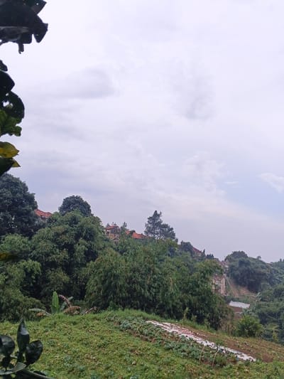 This image presents a panoramic view of a hilly, vegetated landscape in Inawi, Papua New Guinea, under an overcast sky. The foreground, positioned in the lower half of the frame, features a sloping agricultural field or garden. This field contains multiple rows of low green plants, with several sections covered by segmented white plastic sheeting, suggesting a cultivated area. Dark green leaves from a nearby plant partially obscure the bottom-left corner. The midground consists of a dense, varied canopy of green trees and foliage, including broadleaf trees, bamboo-like growth, and a visible banana plant to the left of center. In the background, situated on a distant hillside above the tree line, several residential or village structures are visible, distinguished by their reddish-brown rooftops and interspersed with additional trees, including some taller conifers. Further to the right in the background, a light-colored area on a steep slope suggests exposed earth or a structural element. No individuals are present, and no specific actions or interactions are discernible. The environment is characterized by its hilly topography, dense vegetation, and signs of agricultural land use.