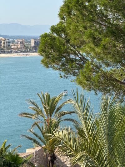 The image captures a picturesque coastal landscape, likely Peníscola, Spain, viewed from an elevated perspective. The scene is dominated by the tranquil blue sea, which stretches across the middle and right side of the frame.
In the foreground, lush green foliage frames the top and right edges. On the left, dense branches of a pine tree with visible needles and cones extend into the composition. On the right, the large, vibrant green fronds of a palm tree partially obscure the view, casting subtle shadows.
The sea exhibits a textured, rippling surface under clear daylight. A small white boat, possibly a motorboat, can be seen as a distant speck in the expanse of water, leaving a faint trail behind it.
Along the horizon, a sandy beach curves alongside a developed coastal town. Numerous buildings, appearing to be multi-story structures like hotels or apartments, line the shoreline. Further inland, a series of hazy, light blue mountains rise in the distance, suggesting a rugged backdrop to the urban and coastal elements.
The sky above the mountains is a clear, light blue, indicating bright, sunny weather, likely during midday or early afternoon. The overall impression is one of a warm, inviting Mediterranean setting. No discernible people or visible text are present in the image.