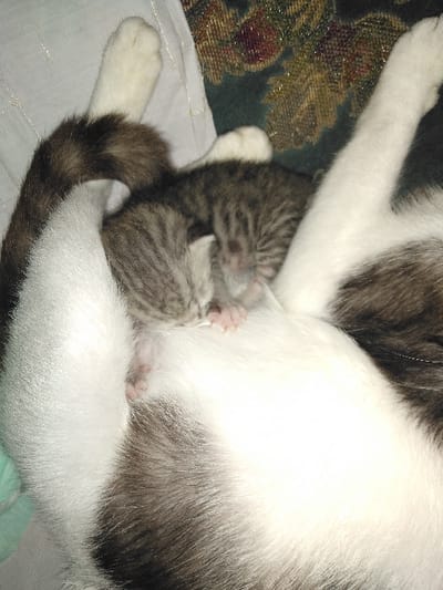 The image displays an adult domestic cat and a kitten resting in an indoor environment. The adult cat is predominantly white with patches of dark brown and black fur, notably on its tail and parts of its back. One white hind leg extends towards the upper right, and a white paw is visible in the upper left. A small, striped grey tabby kitten is nestled against the adult cat's white abdomen, appearing to nurse or sleep. The kitten's eyes are closed, and its tiny pink paws are discernible. The immediate background shows two distinct fabrics: a dark green material with a shimmering gold-patterned design on the upper right, consistent with upholstery, and a lighter, possibly white or light grey, fabric with subtle vertical striations on the upper left. No specific location within the city of Yellowknife, Canada, can be determined from the visual information provided.