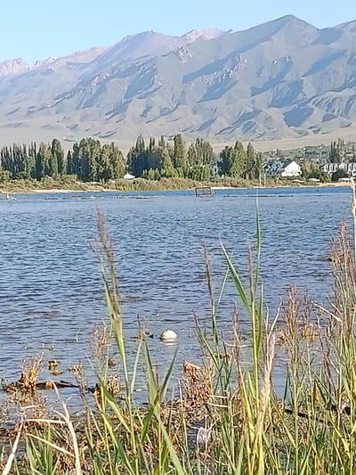 The image depicts a serene landscape with a body of water in the foreground, likely a lake or reservoir in the city of Kurskoe, Kyrgyzstan. The water is rippled, suggesting a gentle breeze. Tall reeds and other vegetation line the near shore, partially obscuring the view. In the middle ground, across the water, a line of tall, slender trees stands against a backdrop of hills and a prominent mountain range. Several buildings, including houses with white roofs, are visible among the trees. A solitary park bench is situated near the water's edge in the distance. The sky is a clear, bright blue. The overall scene is one of natural beauty and tranquility.