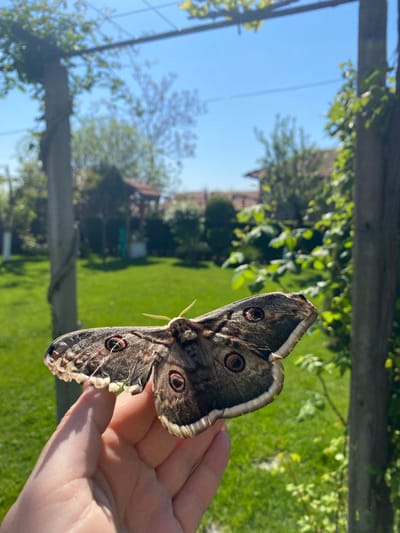 A person's hand holds a giant peacock moth against a background of a green lawn, trees, a clear blue sky, and a wooden structure in the background. The location appears to be in a garden or park setting. The scene may be near Bratia Kunchevi, Bulgaria, but that cannot be confirmed from the image alone.