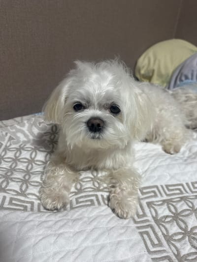 The media file is a close-up, slightly overhead, angled shot of a small, white Maltese dog lying on a patterned white surface. The dog is the sole subject and is positioned in the center of the frame, looking directly at the camera. Its fur is fluffy and white, obscuring much of its body, but its dark eyes and black nose are clearly visible. The dog appears relaxed and calm.

The surface the dog is lying on has a quilted texture with a repeating geometric pattern in a light grey color. To the left of the dog, a blurred area suggests a soft surface, possibly a pillow or blanket, in a pale yellow color, with a hint of white fabric above it. The background on the far left is a muted brown, likely a floor or carpet.

The lighting appears to be artificial, suggesting an indoor setting. There are no visible time-of-day or weather cues. The overall impression is one of domestic comfort. No text is visible in the image. The location context is Kumertau, Russia.