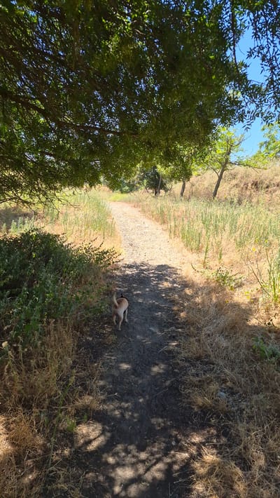 A small, light brown dog with black ears walks away from the camera on a gravel path. The dog is wearing a black harness. The path is bordered by dry, yellow grass and green bushes. Lush green trees with a dense canopy cast shadows on the path. The sky is blue and clear. The scene appears to be a natural trail, possibly in a park or undeveloped area in Rancho Cordova, California, United States. The vegetation and the clear blue sky suggest a warm, sunny day. The dog is the sole animate subject in the frame, and it is in motion, heading away from the viewer.