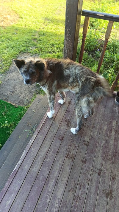 An adult brindle-colored dog stands on a weathered wooden deck. The dog has white paws and appears to be looking towards the left of the frame. The deck boards are oriented diagonally across the image, with visible wear and tear. To the left of the deck, there is a patch of green artificial turf and further beyond, unkempt grass and dirt. Behind the dog, to the right, is a wooden porch railing with turned spindles and a wooden support post. Green foliage and some small purple flowers are visible behind the railing. The background consists of bright green grass illuminated by sunlight. The location is the exterior of a rural property, likely in Анкудиново, Russia, given the provided context.
