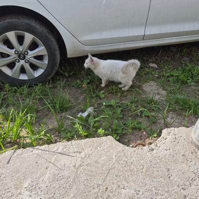 In Yanino-2, Russia, a white cat with a fluffy tail stands on a patch of dirt and grass next to a dirty white car. The cat is facing left, with its ears slightly back. In the foreground, a rough concrete surface runs diagonally across the bottom of the frame. A portion of the car's silver wheel with a black tire is visible on the left side of the image. The ground is covered with sparse green grass, dirt, and small stones. A crumpled piece of white plastic is on the ground near the cat.