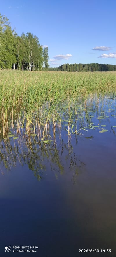 This is a landscape photograph taken in Joutsa, Finland. The image shows a body of water covered in reeds and lily pads. The water is a deep blue, reflecting the sky and surrounding vegetation. Tall green reeds line the edge of the water, interspersed with some yellow flowers. Beyond the reeds, a dense forest of green trees forms a dark line against a bright blue sky with a few white clouds. In the foreground, the reeds are vibrant green and yellow, with some thin stalks extending into the water. The reflection in the water is distorted by ripples, creating a shimmering effect. The overall scene evokes a sense of nature and tranquility. The photograph appears to be taken on a clear, sunny day. A timestamp on the right side of the image reads "2026/6/30 19:55", suggesting it was taken in the evening. Text at the bottom right corner indicates the device used for capture: "REDMI NOTE 9 PRO AI QUAD CAMERA". There are no people visible in the image.