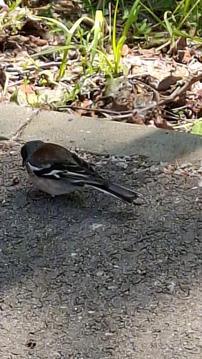 The image shows a bird, likely a finch, standing on a textured grey surface that appears to be pavement or asphalt. The bird is mostly dark brown and grey with white markings on its wings and tail. Its head is lowered as if it is foraging or drinking. To the left of the bird, there is an area of grass and dry leaves, suggesting an outdoor setting. The lighting indicates it is daytime, possibly sunny due to the shadows. The overall scene is naturalistic and appears to be in a park or garden area. There is no visible text in the image.