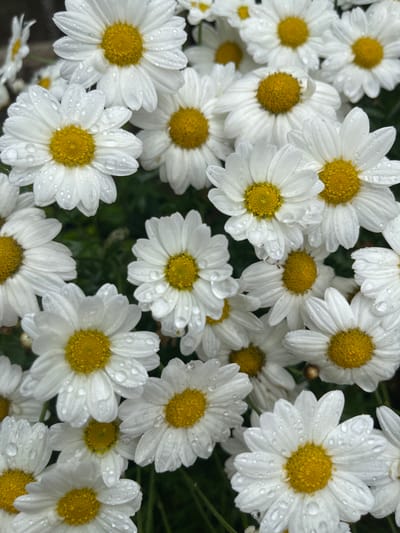The image displays a close-up, overhead view of a cluster of white daisies with bright yellow centers. The petals of the daisies are adorned with numerous small water droplets, suggesting recent rain or dew. The flowers are densely packed together, creating a textured carpet of blooms. The background is a dark, out-of-focus green, likely foliage. There are no people, animals, or discernible human-made objects in the frame. The scene is a naturalistic depiction of flowers. The location is identified as Annalong, United Kingdom.