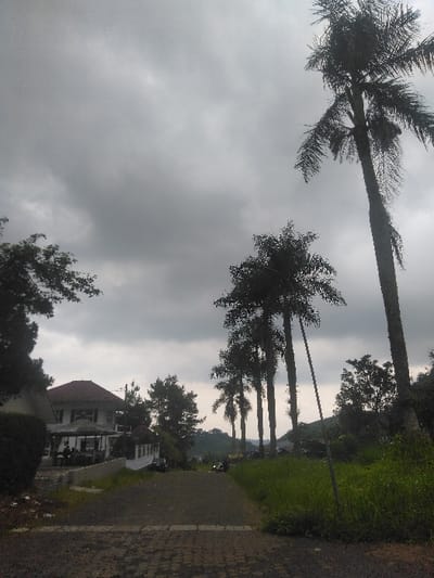 The image depicts an overcast outdoor scene, located in Kladno, Czechia. A dark, cloudy sky dominates the upper portion of the frame, suggesting dim daylight. In the foreground, a dark, worn paved road or driveway extends from the bottom of the image towards the middle distance, appearing to curve slightly downhill. To the right of the road, a patch of green, unkempt grass is visible. A slender, light-colored pole stands vertically on the right side of the road.
On the left side of the road, a multi-story building with white walls and a reddish-brown tiled roof is present, partially obscured by a dark green hedge in the extreme foreground. An outdoor seating area with several tables and chairs, covered by a light-colored awning or umbrella, is visible adjacent to the building. Several indistinct human figures are seated or standing in this area, suggesting social activity or dining. Behind the building, additional trees, likely coniferous, contribute to the dense foliage on the left.
To the right of the road and extending towards the background, a line of tall, slender palm trees with dark fronds stands against the sky. At least five prominent palm trees are visible in this row. Beyond the road in the middle distance, faint outlines suggest a small vehicle and one or two individuals. The background features rolling hills covered in dense, dark green vegetation, indicating a forested or natural landscape. The overall lighting is muted due to the heavy cloud cover.