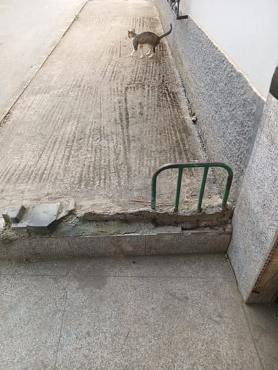 A tabby cat stands on a concrete surface next to a wall. A green metal railing is embedded in the wall. The location is likely a sidewalk in Ksar-el-Kebir, Morocco, evidenced by the urban environment and the architectural style of the wall and surface.