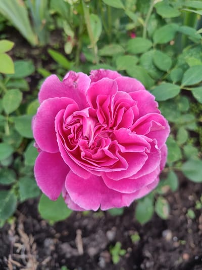 A vibrant pink rose is in full bloom, its tightly packed petals forming a ruffled center. The rose is positioned slightly off-center in the frame, with its detailed texture and rich color being the main focus. Surrounding the rose is a backdrop of lush green leaves and dark soil. The soil appears somewhat rough, with small debris visible. The lighting suggests an outdoor setting, likely during the daytime, as the rose is brightly illuminated and its colors are vivid. The image was taken in the city of Первомайское, Russia.