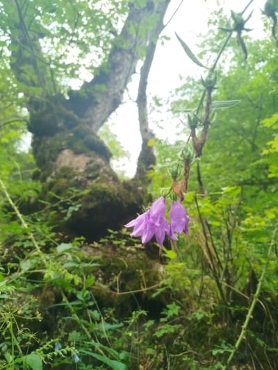 The image captures a close-up view of two delicate purple bell-shaped flowers hanging from a stem, with a blurred background of lush green foliage and the moss-covered trunk of a large tree. The scene appears to be in a natural, wooded environment. The overall lighting suggests an overcast day. There are no people or man-made structures visible in the image.