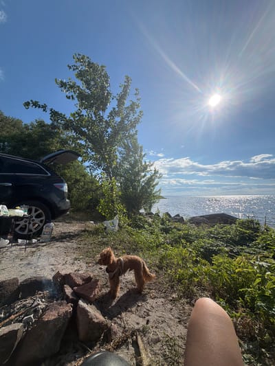 The image depicts a sunny outdoor scene near a body of water, likely a lake or river, with lush green vegetation. In the foreground, a small brown dog with a harness stands near a fire pit constructed with stones. To the left, a black SUV with its trunk open is parked on a sandy, dirt path. Items are visible on a small table next to the SUV, including what appear to be food containers and bottles. A person's leg is visible in the lower right corner, suggesting they are seated or lying down. The background shows the expansive water under a bright blue sky with scattered clouds and a prominent sun with visible rays. The overall setting suggests a casual outing or camping trip in a natural environment. The location is described as the city of Hlibivka, Ukraine, which is characterized by its proximity to water bodies and green spaces.