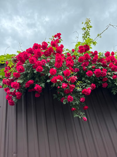 A low-angle shot shows a cascade of red roses and green foliage growing along the side of a brown metal structure under a cloudy sky. The roses are densely packed and appear healthy. The metal structure has horizontal ridges. The photograph was taken in Oktyabrskiy, Russia.