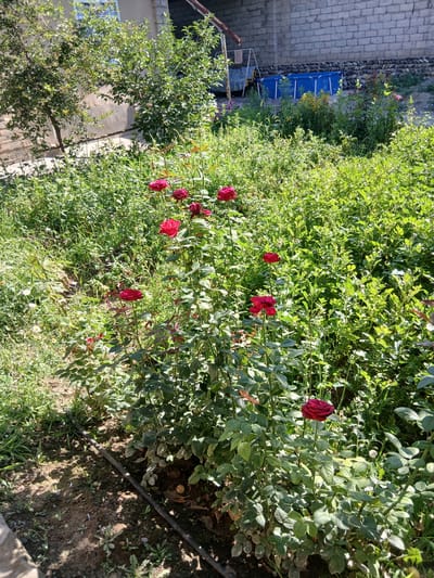 In the city of Ghusar, Tajikistan, a sunlit garden features several prominent red roses in bloom. The roses are interspersed with lush green foliage, suggesting a well-maintained but somewhat wild garden. In the background, a portion of a building constructed with light-colored bricks is visible, along with a small blue swimming pool and some gardening tools. The scene appears to be a private backyard, likely in a residential area, with a focus on the natural beauty of the flowers and the surrounding greenery. The lighting indicates it is daytime, with sunlight casting shadows on the ground.