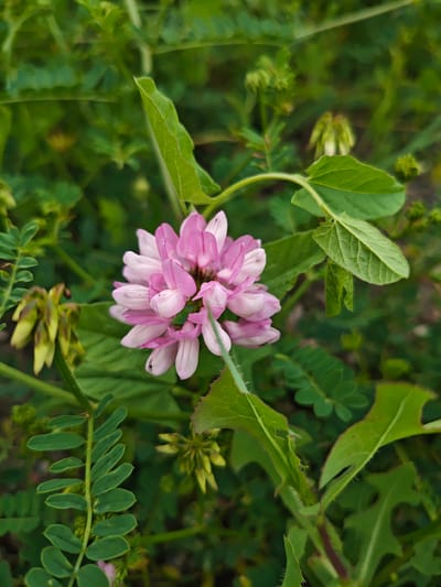 A close-up shot captures a cluster of delicate pink and white flowers, likely a type of vetch or crownvetch, blooming amidst lush green foliage. The flowers are arranged in a rounded, dense formation, with individual petals appearing soft and slightly translucent. Surrounding the central bloom are various leaves of different shapes and sizes, some serrated at the edges and others more ovular. A cluster of unopened flower buds, pale yellow and green, is visible to the left of the main flower. The background consists of a soft blur of green vegetation, indicating a natural, outdoor setting. The image appears to be a photograph taken with natural light, highlighting the textures and subtle color variations of the plants. This scene is typical of a garden or naturalized area within Ukeshi, Georgia, a region known for its diverse flora.