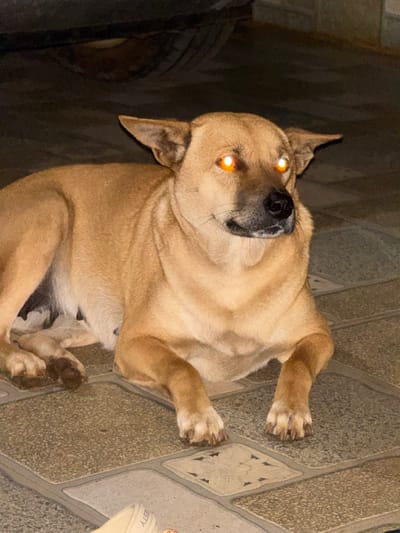 A medium-sized dog with tan fur is observed lying on a tiled floor in Ko H'Neh, Vietnam. The dog faces slightly to the right, with its head raised and front paws tucked. Its eyes display a distinct orange-yellow light reflection. The floor consists of light-colored square tiles with dark patterned grout lines. The background is dark and out of focus. A light-colored shoe or sandal is partially visible in the lower-left foreground.