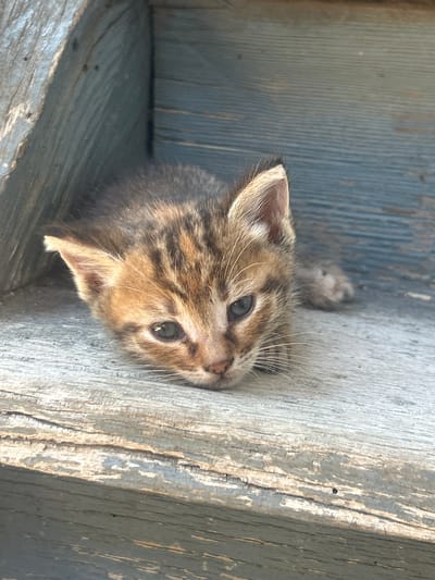 An outdoor, close-up, eye-level shot captures a young tabby kitten resting on weathered, blue-painted wooden steps. The kitten is positioned in the lower left quadrant of the frame, facing towards the viewer. Its fur exhibits a mix of brown and black stripes. The kitten's eyes are open and appear grey. Its head is lowered slightly, resting on the wooden surface. The background consists of the rough texture of the wooden steps, with a slight blue hue evident on the vertical step behind the kitten and a lighter, weathered wood color on the horizontal step beneath it. The lighting suggests a sunny day, casting subtle shadows. The image does not provide information about a specific location in Salmanovo, Bulgaria, but rather depicts a common scene of an animal in an outdoor, rustic environment.