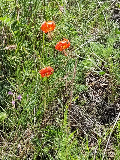 A close-up, ground-level shot captures three orange lily flowers in various stages of bloom amidst lush green grass and dried brown vegetation. The lilies, with their characteristic recurved petals and stamens, are the primary focus. The background is a dense mix of grass and dry stalks, creating a natural, untamed environment. Small, sparse purple flowers are visible in the lower left portion of the frame, adding a subtle contrast. The lighting suggests an outdoor setting under natural sunlight. A timestamp in the bottom right corner reads "04.07.2026 15:04". There are no visible people or structures. The scene is located in Konovalovo, Russia.