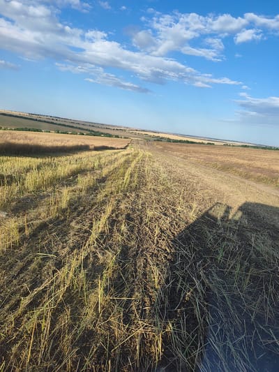 The image depicts a rural landscape with agricultural fields under a bright blue sky with scattered white clouds. In the foreground, a field of harvested crops, likely wheat or barley, is visible, with the stubble and dry stalks covering the dark soil. A dirt track or road runs through the middle ground, leading into the distance. Beyond this, more fields stretch towards the horizon, some appearing to be golden with ripe crops, and others darker, suggesting fallow land or different types of vegetation. The overall impression is one of a vast, open agricultural area, possibly in the summer or early autumn harvest season. The location is identified as Colibași, Moldova.