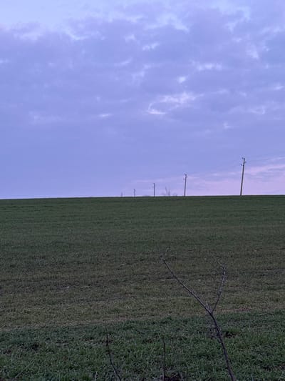 This image depicts an outdoor, rural landscape in the vicinity of Sini Vir, Bulgaria, under a pale purple-blue sky with scattered, textured clouds. The scene is bisected by a flat horizon line. Above the horizon, a series of at least six wooden utility poles with visible wires extends diagonally from the upper right toward the left, receding into the distance. Sparse, bare tree branches are faintly visible behind some of the utility poles. Below the horizon, a wide field of vibrant green, low-growing vegetation, possibly young crops or grass, covers the landscape. In the immediate foreground, specifically in the lower right quadrant, a portion of a leafless, dark, multi-branched woody plant with visible thorns is angled upwards, partially obscuring the field. No people, active subjects, or specific interactions are present. The lighting is dim and diffused, suggesting either twilight hours or an overcast condition.