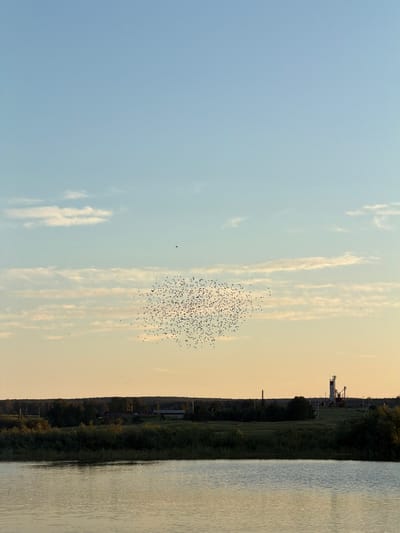 A flock of starlings is depicted in flight against a pale blue and yellow sky. The birds are forming a cohesive, swirling mass in the upper center of the image. Below the sky, a distant treeline stretches across the horizon. On the right side of the treeline, a tall, industrial-looking structure with a white tower and some scaffolding is visible. In the foreground, a body of water reflects the muted colors of the sky and the surrounding landscape. The overall scene suggests an outdoor setting, possibly near a rural or industrial area.