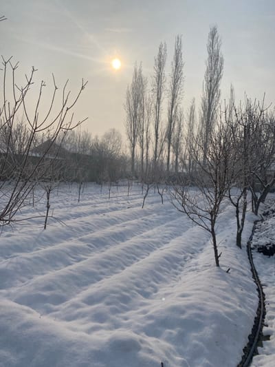 A winter landscape displays a field blanketed in thick snow, exhibiting parallel patterns suggestive of rows or furrows beneath. Bare trees line the edge of the field, their branches reaching towards a hazy sky with a diffused sun. The scene conveys a sense of coldness and stillness. The trees closer to the foreground have finer details, while the trees in the background fade in the mist.