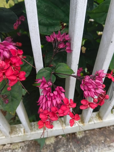 This image, captured in Pô Kô, Vietnam, presents a close-up view of a flowering plant entwined with a weathered white fence. The primary subjects are clusters of vibrant red and deep fuchsia flowers, characteristic of a Clerodendrum thomsoniae (Bleeding Heart Vine) or a similar species. The bright red flowers, numbering approximately ten in the visible foreground, are open and distinctly bell-shaped with elongated, thin stamens protruding. Directly above and intertwined with them are numerous clusters of deep fuchsia or magenta-colored structures, likely bracts or developing calyces, some appearing as unopened buds. The plant displays dark green, ovate leaves, visible both in the foreground and as a dense, out-of-focus background. The white fence consists of vertically oriented, roughly textured slats, which show signs of minor discoloration and wear. A light-colored, mottled surface, consistent with concrete or paved ground, is visible at the bottom edge of the frame. No individuals, animals, or other identifiable man-made objects are present. The scene is illuminated by natural light, suggesting an outdoor setting.