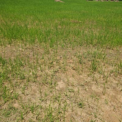 This is a wide shot of a green agricultural field, likely a rice paddy, with patches of dry, cracked earth visible throughout. The field is mostly covered in young, green shoots, indicating recent planting or early growth. In the background, the field extends into the distance, with a few scattered rocks or mounds of earth. The sky is not visible. The scene appears to be in a rural or semi-rural setting, consistent with agricultural land in Rinjim Gani, Nigeria. There are no people or animals visible in the image.