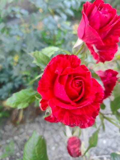 A close-up, eye-level shot captures two vibrant red roses in bloom, with a third rosebud in the lower center of the frame. The rose in the foreground is the largest and most detailed, its velvety petals showcasing delicate red streaks. Its central spiral formation is clearly visible. Behind it, slightly out of focus, is another full red rose. The background is a soft blur of green foliage and greyish ground, hinting at a garden setting. The image appears to have been taken outdoors in natural light. There are no people or animals present.