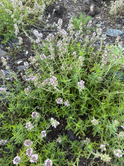 This media file features a close-up, top-down view of a patch of creeping thyme (Thymus serpyllum) growing in an outdoor setting. The plants have small, ovate green leaves and are dotted with clusters of tiny, pale purple flowers. The ground beneath the thyme is a mixture of dark soil, small gray pebbles, and some larger stones. In the upper left portion of the image, there is a hint of a feathery green plant, possibly another herb or a weed.
The lighting suggests it is daytime, possibly late morning or early afternoon, with no strong shadows indicating harsh sunlight. The overall impression is one of a natural, possibly slightly wild, environment. Given the location context of Starokhalilovo, Russia, this scene likely depicts wild thyme growing in a rural or semi-natural area. There is no visible text in the image. The focus is entirely on the botanical details of the thyme plants and their immediate surroundings.