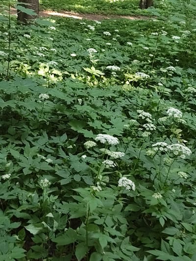The image displays a densely vegetated outdoor scene within the city of Быково, Russia. The foreground and midground are covered by a thick layer of green herbaceous plants, primarily featuring broad, lobed leaves, some appearing to be variegated or lighter green due to sunlight. Numerous small white flowers, arranged in flat-topped clusters (umbels), are widely distributed among the foliage. In the background, dark, vertical tree trunks are visible through the canopy, indicating a wooded area. Beyond the immediate undergrowth and tree line, a lighter-colored ground surface, possibly a dirt path or sunlit clearing, is present. Natural daylight illuminates the scene, creating areas of both bright and shaded foliage. No individuals, animals, or man-made objects are discernible, and no specific actions are taking place.