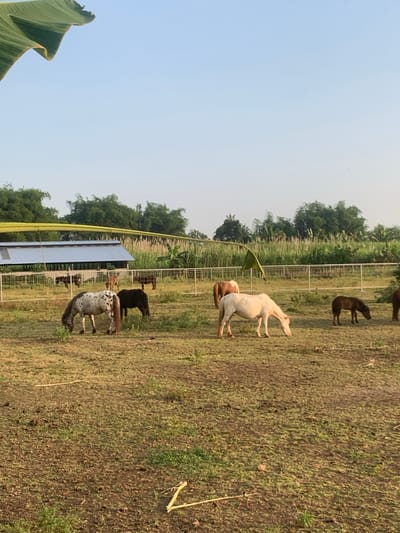 The image depicts an outdoor, rural scene in Botok, Indonesia, featuring a fenced paddock inhabited by multiple horses. No people are present.
Approximately ten horses of varying colors and sizes are visible across the mid-ground and background, predominantly grazing with their heads down. In the left-mid foreground, a white horse with prominent dark spots, consistent with an Appaloosa pattern, grazes. To its immediate right, a dark brown pony also grazes. Further right, a light cream or white horse grazes, positioned with its head down. In the background, several other horses, mostly dark brown or bay, are partially visible behind a white multi-strand fence that defines the paddock boundaries.
The ground is a mix of patchy green grass and exposed brown dirt, indicative of a well-used area. In the mid-background-left, behind the fence, stands a low-profile structure resembling a barn or stable, featuring a light-colored corrugated metal roof and dark walls. Above and behind this structure, a long, curved yellow object or line, possibly an irrigation pipe or part of a larger facility, extends horizontally across the frame.
Dense green trees and taller reedy vegetation form the backdrop, extending across the horizon. A large, dark green banana leaf is prominently positioned in the upper-left corner of the foreground, partially obscuring the clear, pale blue sky. The lighting suggests soft ambient conditions, characteristic of early morning or late afternoon.