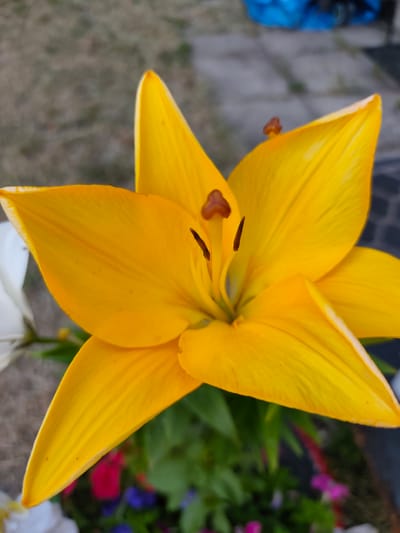 The image is a close-up, high-angle shot of a vibrant yellow lily in bloom. The flower's petals are wide and pointed, with visible veins running through them. The center of the flower features dark brown anthers on thin filaments. In the background, the scene is blurred, showing hints of green foliage, and what appear to be other colorful flowers, including pink and purple. There are also elements of a paved surface and a patch of dry grass. In the far background, a blurry blue object is visible, possibly part of outdoor furniture or equipment. The lighting suggests it is daytime, with soft illumination. There are no people or animals visible in the frame. The image does not contain any identifiable landmarks or street views specific to Stryków, Poland.