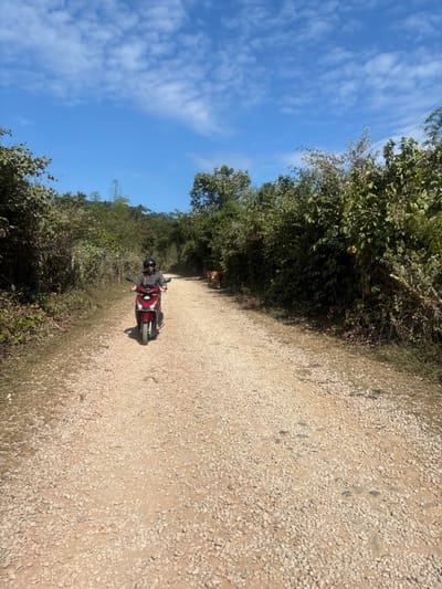 A long, rocky path extends into the distance, lined with dense green foliage and trees. A person on a red scooter is heading towards the viewer. A light-brown cow stands by the side of the road. The sky is blue with scattered white clouds, suggesting a bright, sunny day. The camera angle is directly facing the road and at eye level, providing a clear view of the path and the surrounding vegetation.