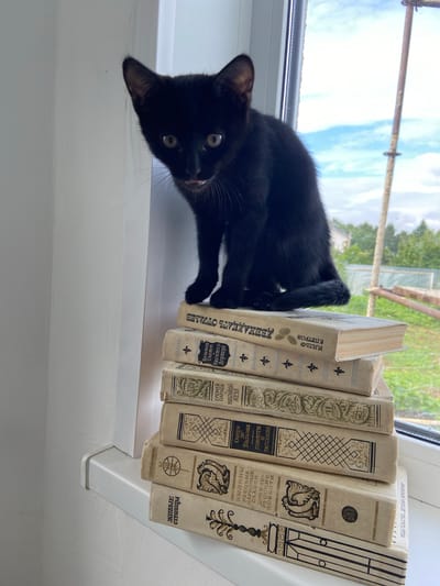 A black kitten sits on a stack of five hardcover books on a white windowsill. The kitten faces the camera with its mouth slightly open, revealing its tongue and teeth. The books are stacked horizontally, with their spines facing upwards and outwards. The spines are decorated with decorative patterns and Cyrillic text in various fonts. The books appear to be old and weathered, with some discoloration and wear on the covers.
Through the window behind the books, a green, leafy tree line is visible against a cloudy blue sky. A white fence and wooden poles are also visible in the background, suggesting an outdoor or semi-outdoor setting. The overall scene is well-lit, with natural light streaming in from the window. The image was taken at a slight upward angle, emphasizing the height of the book stack and the kitten's position. The cat is the primary subject of the image, its presence on the books creating a whimsical and curious scene.
The location of the image is the city of Meshcherskoye, Russia.