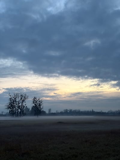 A tranquil scene unfolds with a cloudy, blue-gray sky occupying a large portion of the frame. To the right, a strip of land transitions from misty near the horizon to dark vegetation in the foreground. Bare trees dot the misty boundary, their silhouettes adding depth. Soft, diffused light filters through the clouds, creating a serene and somewhat ethereal atmosphere. The image is rotated ninety degrees, giving the horizon a vertical orientation.