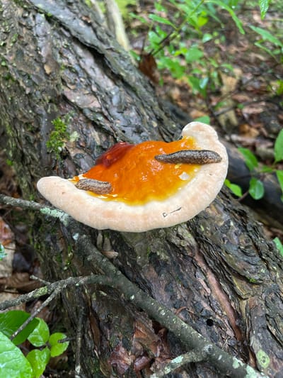 A close-up, eye-level shot captures a shelf fungus growing horizontally on a fallen tree trunk in the Town of Lyonsdale, United States of America. The fungus has a pale beige rim and a vibrant, glossy orange center. Three slugs, with dark, speckled bodies, are present on the fungus; one is in the upper left, another in the upper right, and the third is in the center. The tree trunk is rough, with dark brown bark and some patches of green moss. The background is blurred, showing a forest floor with green leaves and brown organic matter. The lighting suggests an overcast day, as there are no harsh shadows and the scene appears evenly lit.