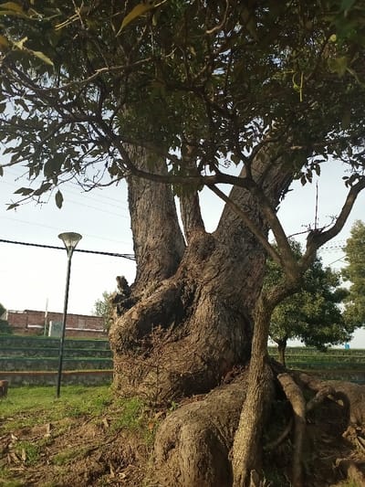 A large, old tree dominates the frame. The tree has a thick, gnarled trunk that splits into multiple branches, supporting leaves above. A street lamp stands nearby. In the background, there's a building, greenery, and a retaining wall with steps. The scene is set in a park-like area with grass and exposed roots surrounding the tree. The lighting suggests it's daytime, with sunlight casting shadows.