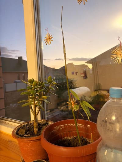 The image shows a close-up view of two potted plants on a windowsill. The plant on the left is a jade plant with thick, fleshy green leaves and a woody stem. It is in a reddish-brown plastic pot. To the right of the jade plant is a larger, lighter brown plastic pot containing a sapling with green leaves. A thin, dried stem, possibly from a previous plant, extends upwards from the sapling's pot.
The windowsill overlooks a residential area at dusk. The sky is a gradient of blue and orange, suggesting either sunrise or sunset. In the background, houses with tiled roofs are visible, along with some houses under construction. There are straw ornaments in the shape of stars hanging on the windowpane. A partially visible plastic water bottle with a blue cap is positioned in the foreground to the right.
The scene is likely located in Leninogorsk, Russia, given the context provided, and depicts a domestic interior setting with a view of the surrounding neighborhood. The lighting suggests it is either early morning or late evening. No people are visible in the image.