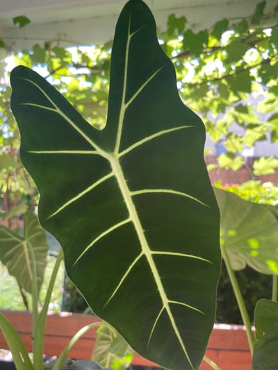 In Gresham, United States of America, a large, dark green Alocasia leaf with prominent, pale green veins dominates the foreground. The leaf is partially silhouetted against a background of blurred green foliage, suggesting an outdoor or partially covered environment. Sunlight filters through the leaves, creating bright spots and a dappled effect. Other plants and a wooden structure are visible in the background, out of focus. The image is a close-up, focusing on the texture and veining of the plant.