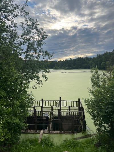 The image depicts a tranquil scene by a lake in Kostiunino, Russia. The water, covered in a thick layer of bright green algae, reflects the overcast sky. In the foreground, a rustic metal grate structure stands partially submerged in the water, with wooden planks and lush green grass surrounding it. Trees with vibrant green leaves frame the lake, their branches reaching towards the sky. The overall atmosphere is one of serene natural beauty, with a hint of industrial intervention in the form of the grate structure.