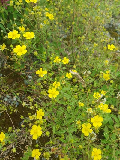 A close-up, eye-level shot captures a patch of wild yellow flowers with five petals each, set against a backdrop of green foliage and a gravelly, dark ground. The flowers are the primary focus, with many blooming and some in bud. A few dried grass stalks are interspersed among the blossoms. The scene is devoid of any human presence or activity, indicating a natural setting within a city environment. The image was taken in Mukhametovo, Russia.