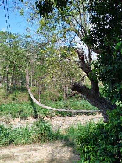 The image depicts a natural landscape in Tuý Sơn, Vietnam, featuring a wooden suspension bridge spanning a shallow river. In the foreground, a large, mature tree with dark, gnarled bark and lighter green foliage occupies the right side, partially obscuring a bush with darker green leaves. The ground in the immediate foreground consists of dry, light-colored earth with patches of green grass. To the far left, two dark cables descend vertically from the top edge.
The midground reveals a narrow riverbed with exposed light-colored rocks and shallow, brownish water. Both banks of the river are heavily vegetated with tall, vibrant green grass and dense undergrowth. A rustic suspension bridge, constructed of wooden planks for the walkway and supported by cables or ropes, stretches across the river, forming a gentle downward curve from left to right.
The background is dominated by a dense forest of numerous tall, slender trees, appearing coniferous, with straight trunks and green foliage. The trees extend up a gentle slope on the opposite side of the river. Above the forest, a clear, bright blue sky with minimal cloud cover is visible. No individuals or animals are present in the scene. The overall lighting suggests daylight conditions, casting subtle shadows.