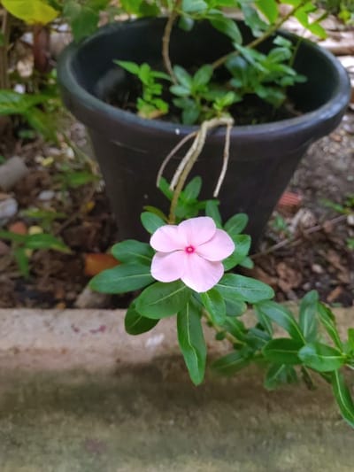 The image shows a close-up of a single, pink flower, likely a periwinkle, with five petals, a pink center, and five pointed sepals. It is partially obscured by the green leaves of the plant it is growing on. The flower is in the foreground, with a large black plastic pot out of focus behind it, which appears to be part of the same plant. There is a layer of brown mulch on the ground around the pot. The flower is growing out of the mulch and partially onto a concrete sidewalk bordering the mulch. The coordinates provided place this image in La Romaine, Trinidad and Tobago. There are no people in the image.