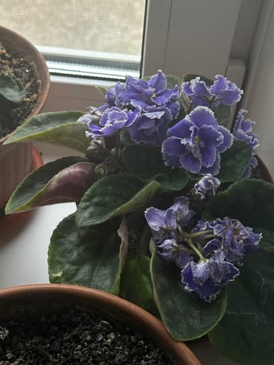An indoor close-up shot captures an African violet plant with multiple purple and white flowers and dark green, fuzzy leaves. The plant is in a brown terracotta pot, filled with dark soil, and is positioned near a window with sheer curtains. To the left, another terracotta pot with a similar plant is partially visible. The lighting suggests it is daytime, casting soft light onto the scene. The overall setting appears to be a domestic indoor environment. There is no indication of the city of Нижний Суык-Су, Russia, or any specific environmental details beyond the immediate foreground.