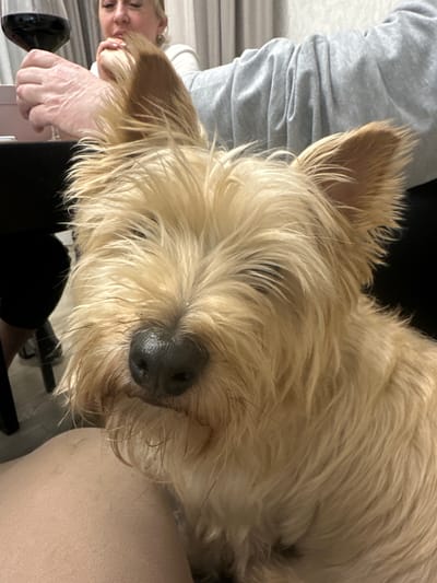 A close-up, somewhat tilted shot features a light brown terrier-type dog with long, shaggy fur and pointed ears. The dog's face fills much of the frame, with a prominent wet nose and slightly squinted eyes. To the left, a person is partially visible, including a hand, forearm, and part of their face. They are wearing a light grey long-sleeved shirt. In the background, a black object resembling a cup or small vase is visible on a pink or light-colored surface. A chair back can also be seen. The location of the image is in слобода Старая, Russia.