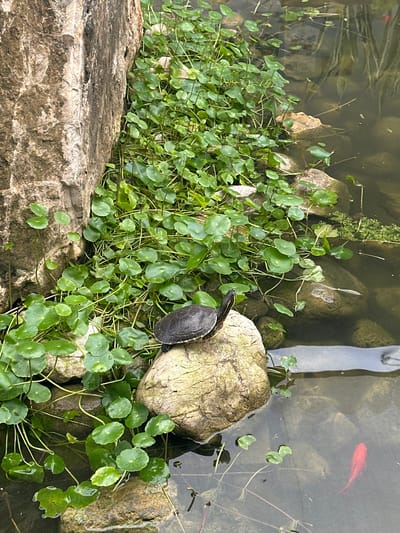 The image shows a pond or water feature located in Llucmajor, Spain. A small turtle rests on a large, light-colored rock at the edge of the water. The rock is surrounded by lush green vegetation with round leaves. Several other rocks are visible in the water, along with some aquatic plants. A single red fish swims in the water to the upper right. The water appears murky or slightly turbid. A gray object is visible in the upper right corner, possibly a drainage pipe or part of the water feature's infrastructure. A stone or concrete structure forms the edge of the pond.