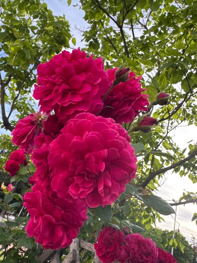 The image shows a cluster of vibrant, deep pink roses in full bloom. Several buds are interspersed among the open flowers. Green foliage is visible in the background. The shot is taken from a low angle, looking up at the roses and leaves against a sky that appears partly cloudy. The location is Glojene, Bulgaria, but no specific details are provided that identify the exact location within the city. No people are visible in the image. The primary subjects are the roses themselves. The interaction is between the flowers and their environment.