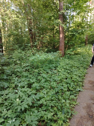 A ground-level, medium shot captures a dense, overgrown forest floor dominated by lush green foliage. The vegetation is thick and appears to cover the ground entirely, with some plants reaching waist height. Small white flowers are scattered throughout the greenery, adding subtle accents. In the upper left and middle portions of the image, the trunks of several trees are visible, their bark textured and varying in color from light brown to reddish-brown. Sunlight filters through the dense canopy of leaves, creating dappled lighting effects across the scene. To the right of the frame, a dirt path or walkway is present, with a person's legs and feet visible at the bottom right corner, suggesting they are walking along the path. The person is wearing black pants and white and black sneakers. The overall environment appears to be a natural, unmanicured forest area within the city of Stroitel', Russia.